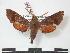  ( - PD-BC 799)  @13 [ ] Copyright (2010) Unspecified Research Collection of Philippe Darge
