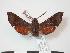  ( - PD-BC 810)  @13 [ ] Copyright (2010) Unspecified Research Collection of Philippe Darge