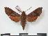  ( - PD-BC 813)  @14 [ ] Copyright (2010) Unspecified Research Collection of Philippe Darge