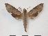  ( - PD-BC 814)  @14 [ ] Copyright (2010) Unspecified Research Collection of Philippe Darge
