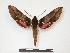  ( - PD-BC 872)  @13 [ ] Copyright (2010) Unspecified Research Collection of Philippe Darge