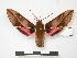  ( - PD-BC 876)  @13 [ ] Copyright (2010) Unspecified Research Collection of Philippe Darge