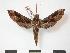  ( - PD-BC 925)  @14 [ ] Copyright (2010) Unspecified Research Collection of Philippe Darge