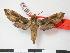  ( - PD-BC 930)  @13 [ ] Copyright (2010) Unspecified Research Collection of Philippe Darge