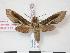  ( - PD-BC 932)  @13 [ ] Copyright (2010) Unspecified Research Collection of Philippe Darge