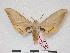  (Pseudoclanis abyssinicus - PD-BC 265)  @13 [ ] Copyright (2010) Unspecified Research Collection of Philippe Darge