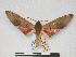  ( - PD-BC 060)  @13 [ ] Copyright (2010) Unspecified Research Collection of Philippe Darge