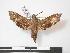  (Temnora ntombi ntombi - PD-BC 822.1)  @14 [ ] Copyright (2010) Unspecified Research Collection of Philippe Darge