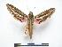  ( - PD-BC 474)  @14 [ ] Copyright (2010) Unspecified Research Collection of Philippe Darge