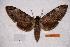  (Psilogramma menephron frankenbachi - BC-RBP-0322)  @14 [ ] Copyright (2010) Unspecified Research Collection of Ron Brechlin