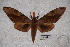 (Clanis hyperion bhutana - BC-RBP-0474)  @13 [ ] Copyright (2010) Unspecified Research Collection of Ron Brechlin