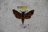  ( - BC-RBP-1131)  @12 [ ] Copyright (2010) Unspecified Research Collection of Ron Brechlin