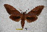  (Clanis negritensis - BC-RBP-1138)  @14 [ ] Copyright (2010) Unspecified Research Collection of Ron Brechlin
