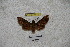  (Eupanacra angulata - BC-RBP-1140)  @11 [ ] Copyright (2010) Unspecified Research Collection of Ron Brechlin