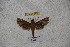  ( - BC-RBP-1148)  @11 [ ] Copyright (2010) Unspecified Research Collection of Ron Brechlin