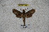  ( - BC-RBP-1154)  @12 [ ] Copyright (2010) Unspecified Research Collection of Ron Brechlin