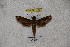  ( - BC-RBP-1164)  @12 [ ] Copyright (2010) Unspecified Research Collection of Ron Brechlin