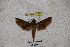  ( - BC-RBP-1165)  @12 [ ] Copyright (2010) Unspecified Research Collection of Ron Brechlin