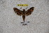  ( - BC-RBP-1170)  @12 [ ] Copyright (2010) Unspecified Research Collection of Ron Brechlin