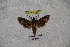  ( - BC-RBP-1171)  @12 [ ] Copyright (2010) Unspecified Research Collection of Ron Brechlin