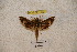  ( - BC-RBP-1173)  @12 [ ] Copyright (2010) Unspecified Research Collection of Ron Brechlin