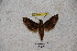  ( - BC-RBP-1179)  @11 [ ] Copyright (2010) Unspecified Research Collection of Ron Brechlin