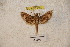  ( - BC-RBP-1180)  @12 [ ] Copyright (2010) Unspecified Research Collection of Ron Brechlin