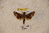  ( - BC-RBP-1181)  @12 [ ] Copyright (2010) Unspecified Research Collection of Ron Brechlin