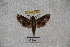  ( - BC-RBP-1185)  @12 [ ] Copyright (2010) Unspecified Research Collection of Ron Brechlin