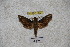  ( - BC-RBP-1192)  @12 [ ] Copyright (2010) Unspecified Research Collection of Ron Brechlin