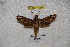  ( - BC-RBP-1204)  @11 [ ] Copyright (2010) Unspecified Research Collection of Ron Brechlin