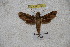  ( - BC-RBP-1205)  @11 [ ] Copyright (2010) Unspecified Research Collection of Ron Brechlin