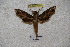  ( - BC-RBP-1206)  @13 [ ] Copyright (2010) Unspecified Research Collection of Ron Brechlin