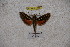  ( - BC-RBP-1210)  @11 [ ] Copyright (2010) Unspecified Research Collection of Ron Brechlin