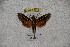  ( - BC-RBP-1211)  @11 [ ] Copyright (2010) Unspecified Research Collection of Ron Brechlin