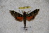  ( - BC-RBP-1214)  @14 [ ] Copyright (2010) Unspecified Research Collection of Ron Brechlin