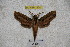  ( - BC-RBP-1224)  @13 [ ] Copyright (2010) Unspecified Research Collection of Ron Brechlin