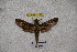  (Eupanacra variolosa - BC-RBP-1226)  @11 [ ] Copyright (2010) Unspecified Research Collection of Ron Brechlin