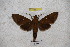  ( - BC-RBP-1277)  @12 [ ] Copyright (2010) Unspecified Research Collection of Ron Brechlin