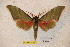  ( - BC-RBP-1295)  @13 [ ] Copyright (2010) Unspecified Research Collection of Ron Brechlin