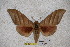  ( - BC-RBP-1312)  @14 [ ] Copyright (2010) Unspecified Research Collection of Ron Brechlin