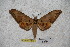  ( - BC-RBP-1477)  @11 [ ] Copyright (2010) Unspecified Research Collection of Ron Brechlin
