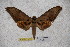  ( - BC-RBP-1479)  @11 [ ] Copyright (2010) Unspecified Research Collection of Ron Brechlin