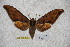  ( - BC-RBP-1727)  @12 [ ] Copyright (2010) Unspecified Research Collection of Ron Brechlin
