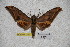  ( - BC-RBP-1732)  @11 [ ] Copyright (2010) Unspecified Research Collection of Ron Brechlin