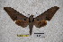  ( - BC-RBP-1745)  @12 [ ] Copyright (2010) Unspecified Research Collection of Ron Brechlin