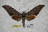  ( - BC-RBP-1747)  @12 [ ] Copyright (2010) Unspecified Research Collection of Ron Brechlin