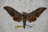  ( - BC-RBP-1748)  @12 [ ] Copyright (2010) Unspecified Research Collection of Ron Brechlin