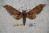  (Ambulyx bhutana - BC-RBP-1750)  @12 [ ] Copyright (2010) Unspecified Research Collection of Ron Brechlin