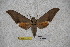  ( - BC-RBP-1752)  @12 [ ] Copyright (2010) Unspecified Research Collection of Ron Brechlin